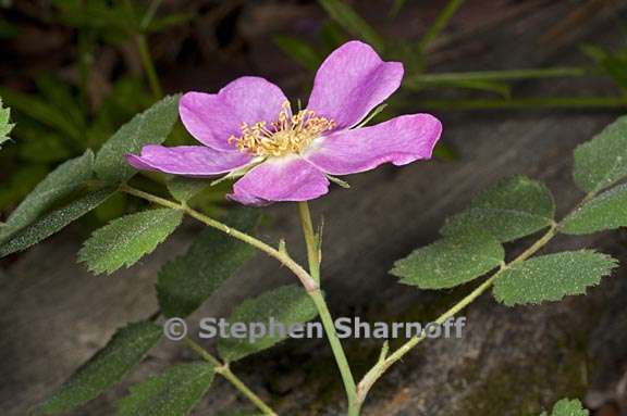 rosa bridgesii 1 graphic